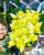 Philodendron Melinio-3.jpg