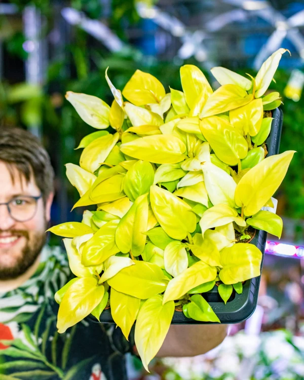 Philodendron Melinio-3.jpg