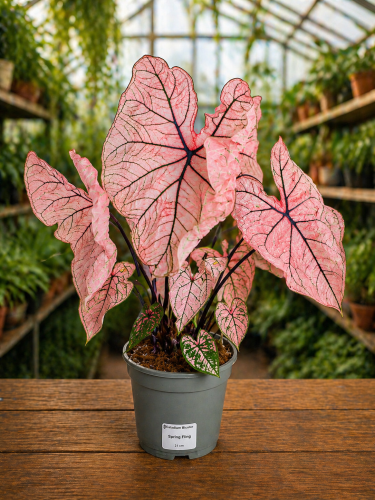 Caladium Spring Fling.png