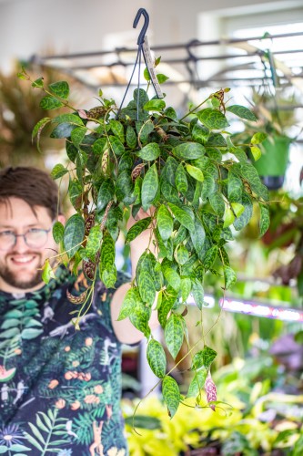 Aeschynanthus Marmoratus-1.jpg