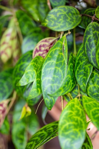 Aeschynanthus Marmoratus-2.jpg