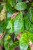 Aeschynanthus Marmoratus-2.jpg