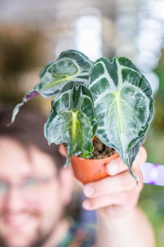 Alocasia Venom-1.jpg