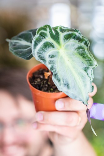 Alocasia Venom-2.jpg