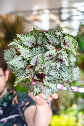 Begonia Asian Tundra-1.jpg