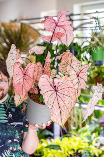 Caladium Spring Fling-1.jpg