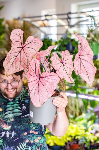 Caladium Spring Fling-2.jpg