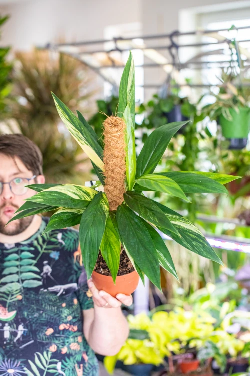 Epipremnum Amplissimum Aurea-1.jpg