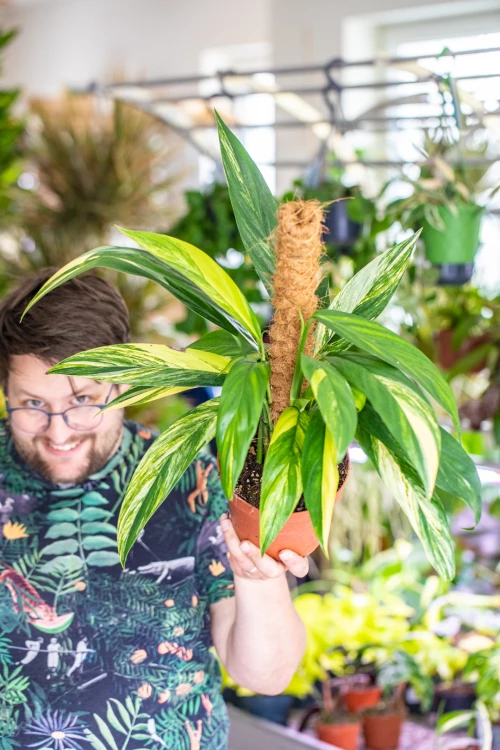 Epipremnum Amplissimum Aurea-2.jpg