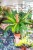Epipremnum Amplissimum Aurea-3.jpg