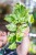 Epipremnum Snow Leopard-1.jpg