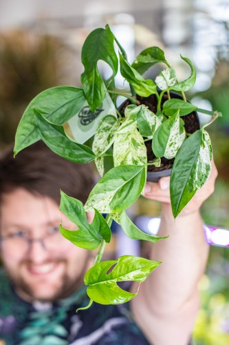 Epipremnum Marble Variegata-1.jpg