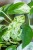 Epipremnum Marble Variegata-2.jpg