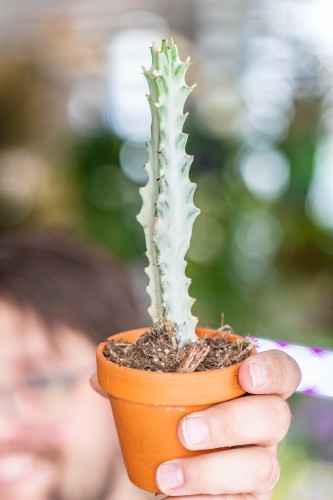 Euphorbia Ghost-1.jpg