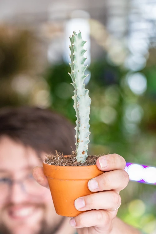 Euphorbia Ghost-2.jpg