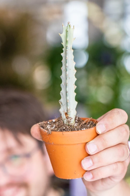 Euphorbia Ghost-3.jpg