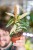 Ficus Sagitatta Variegata-1.jpg