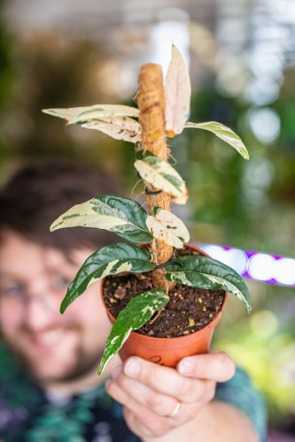 Ficus Sagitatta Variegata-2.jpg