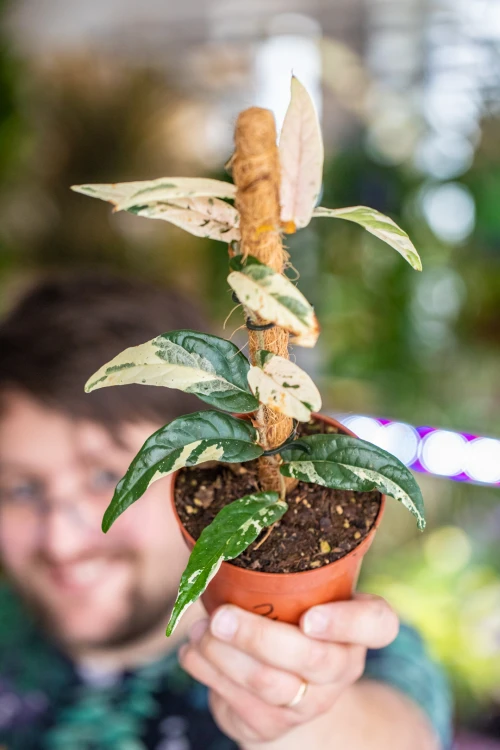 Ficus Sagitatta Variegata-2.jpg