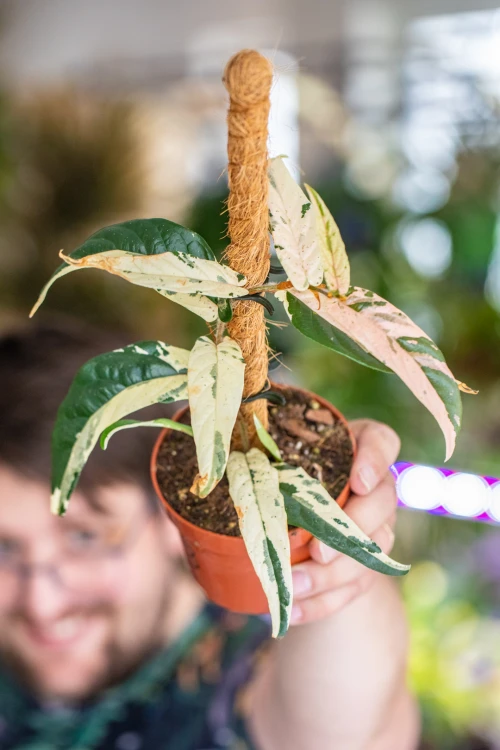 Ficus Sagitatta Variegata-3.jpg