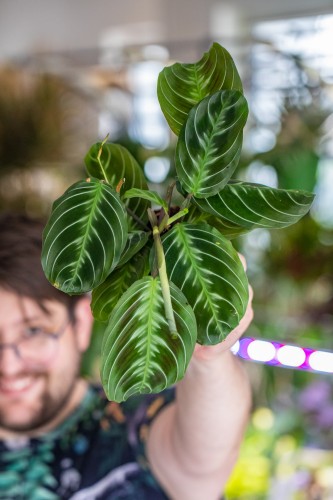 Maranta Dark Form-1.jpg