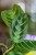 Maranta Dark Form-2.jpg
