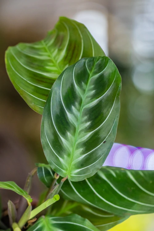 Maranta Dark Form-2.jpg