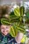 Maranta Fascinator Tricolor-1.jpg
