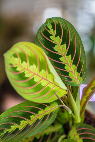 Maranta Fascinator Tricolor-2.jpg
