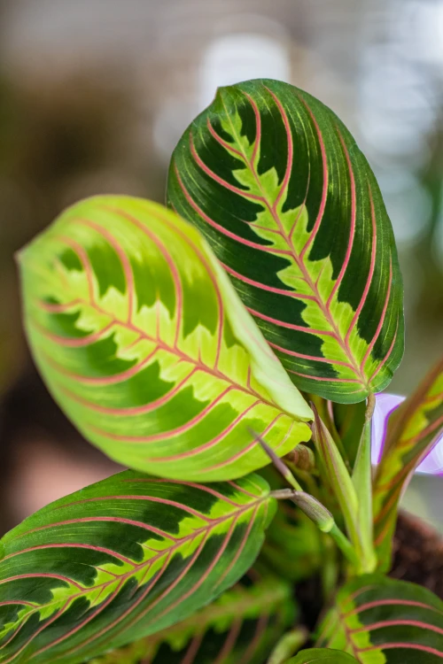 Maranta Fascinator Tricolor-2.jpg