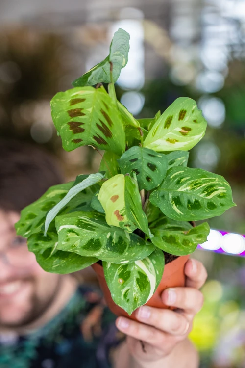 Maranta Fiesta Variegata-1.jpg