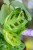 Maranta Fiesta Variegata-2.jpg