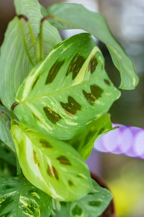 Maranta Fiesta Variegata-2.jpg