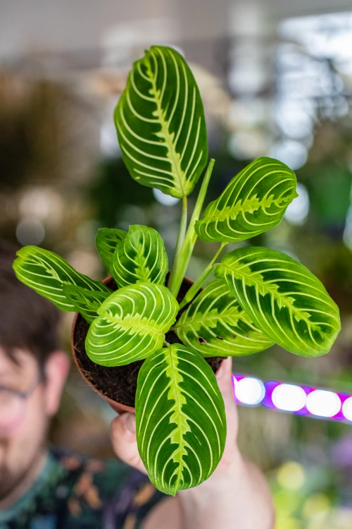 Maranta Lemon Lime-1.jpg