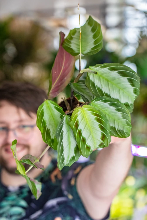Maranta Silver Band-1.jpg