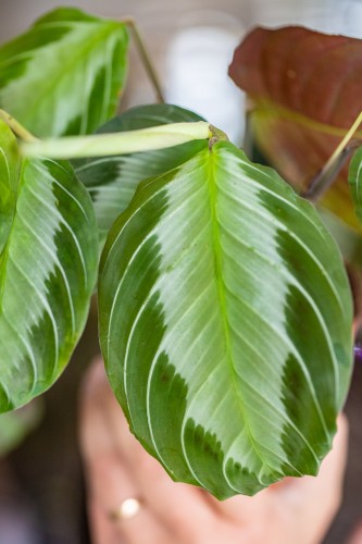 Maranta Silver Band-2.jpg