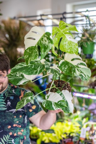 Monstera Deliciosa Variegata-1.jpg
