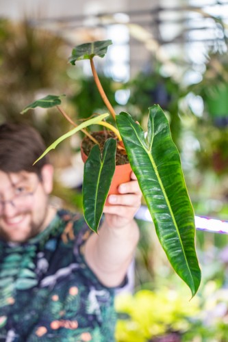 Philodendron Billietiae-1.jpg