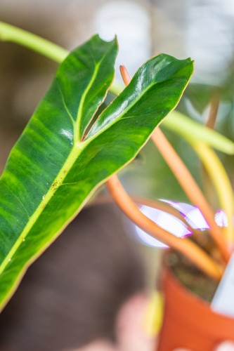 Philodendron Billietiae-2.jpg