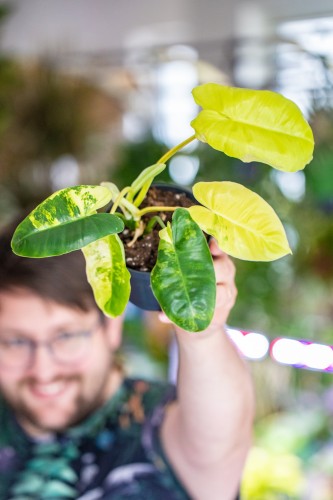 Philodendron Burle Marx Variegata-1.jpg