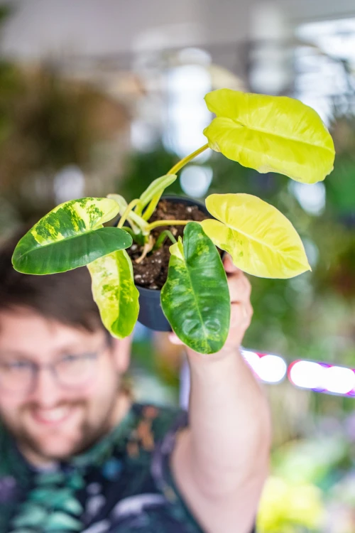 Philodendron Burle Marx Variegata-1.jpg
