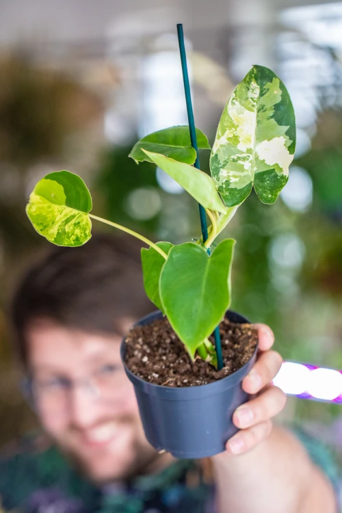 Philodendron Burle Marx Variegata-3.jpg