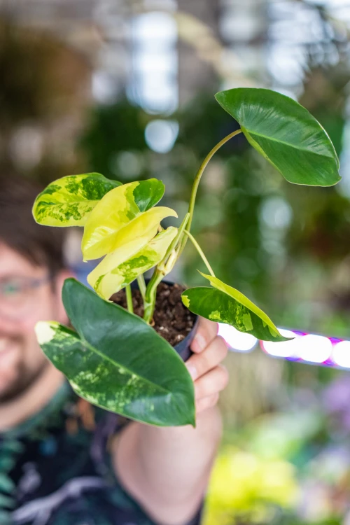 Philodendron Burle Marx Variegata-4.jpg