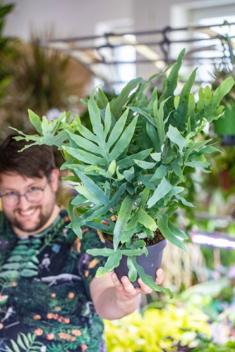 Phlebodium Blue Star-1.jpg