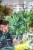 Phlebodium Blue Star-1.jpg
