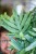 Phlebodium Blue Star-2.jpg