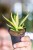 Sansevieria Comet Lemon-1.jpg