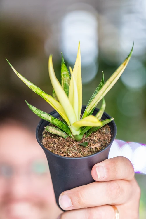 Sansevieria Comet Lemon-1.jpg