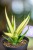 Sansevieria Comet Lemon-2.jpg