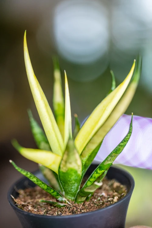 Sansevieria Comet Lemon-2.jpg